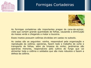 As formigas cortadeiras são importantes pragas da cana-de-açúcar, visto que cortam grande quantidade de folhas, causando a diminuição da massa verde e chegando a matar a touceira. Esses insetos possuem colônias divididas em castas no subsolo.  As castas são as seguintes: rainha, responsável pela organização e reprodução da colônia; operárias, fazem todo o trabalho de corte e transporte de folhas, além da limpeza do ninho; jardineiras são operárias menores, responsáveis pelo cultivo do fungo que vai alimentar toda a colônia e soldados que são mais robustos e fazem a defesa da colônia. Formigas Cortadeiras 