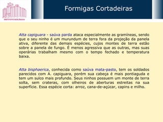 Atta capiguara  - saúva parda  ataca especialmente as gramíneas, sendo que o seu ninho é um murundum de terra fora da projeção da panela ativa, diferente das demais espécies, cujos montes de terra estão sobre a panela de fungo. É menos agressiva que as outras, mas suas operárias trabalham mesmo com o tempo fechado e temperatura baixa. Atta bisphaerica , conhecida como  saúva mata-pasto , tem os soldados parecidos com A. capiguara, porém sua cabeça é mais pontiaguda e tem um sulco mais profundo. Seus ninhos possuem um monte de terra solta, sem crateras, com olheiros de aberturas estreitas na sua superfície. Essa espécie corta: arroz, cana-de-açúcar, capins e milho. Formigas Cortadeiras 