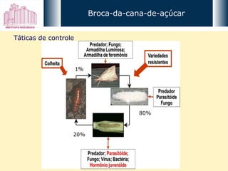 Broca-da-cana-de-açúcar Táticas de controle 80% 20% 1% 