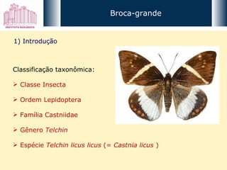 Broca-grande Classificação taxonômica: Classe Insecta Ordem Lepidoptera Família Castniidae Gênero  Telchin Espécie  Telchin licus licus  (=  Castnia licus  ) 1) Introdução 
