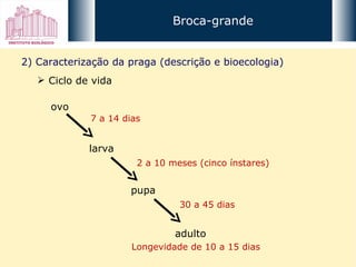 Broca-grande 2) Caracterização da praga (descrição e bioecologia) ovo larva pupa adulto Ciclo de vida 7 a 14 dias 2 a 10 meses (cinco ínstares) 30 a 45 dias Longevidade de 10 a 15 dias 