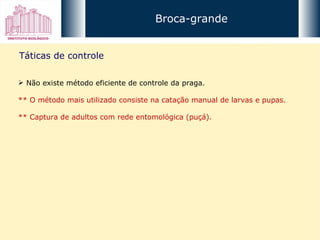Broca-grande Táticas de controle Não existe método eficiente de controle da praga. ** O método mais utilizado consiste na catação manual de larvas e pupas. ** Captura de adultos com rede entomológica (puçá). 
