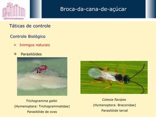 Broca-da-cana-de-açúcar Táticas de controle Controle Biológico Inimigos naturais Parasitóides Trichogramma galloi  (Hymenoptera: Trichogrammatidae) Parasitóide de ovos Cotesia flavipes  (Hymenoptera: Braconidae) Parasitóide larval 