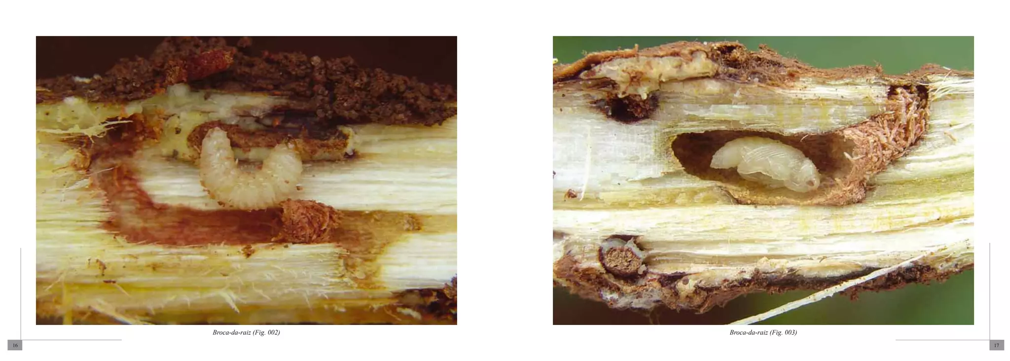 Broca-da-raiz (Fig. 002)   Broca-da-raiz (Fig. 003)
16                                                         17
 