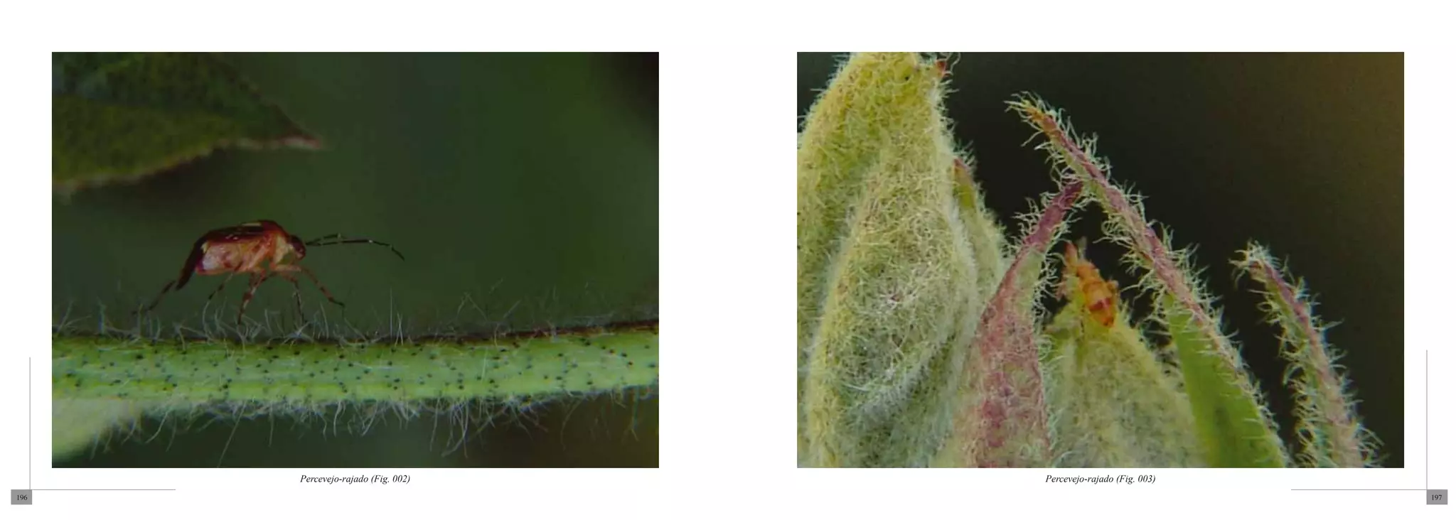 Percevejo-rajado (Fig. 002)   Percevejo-rajado (Fig. 003)
196                                                               197
 