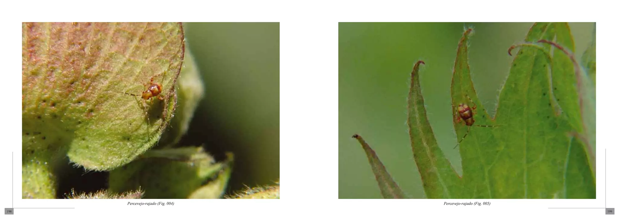 Percevejo-rajado (Fig. 004)   Percevejo-rajado (Fig. 005)
198                                                               199
 