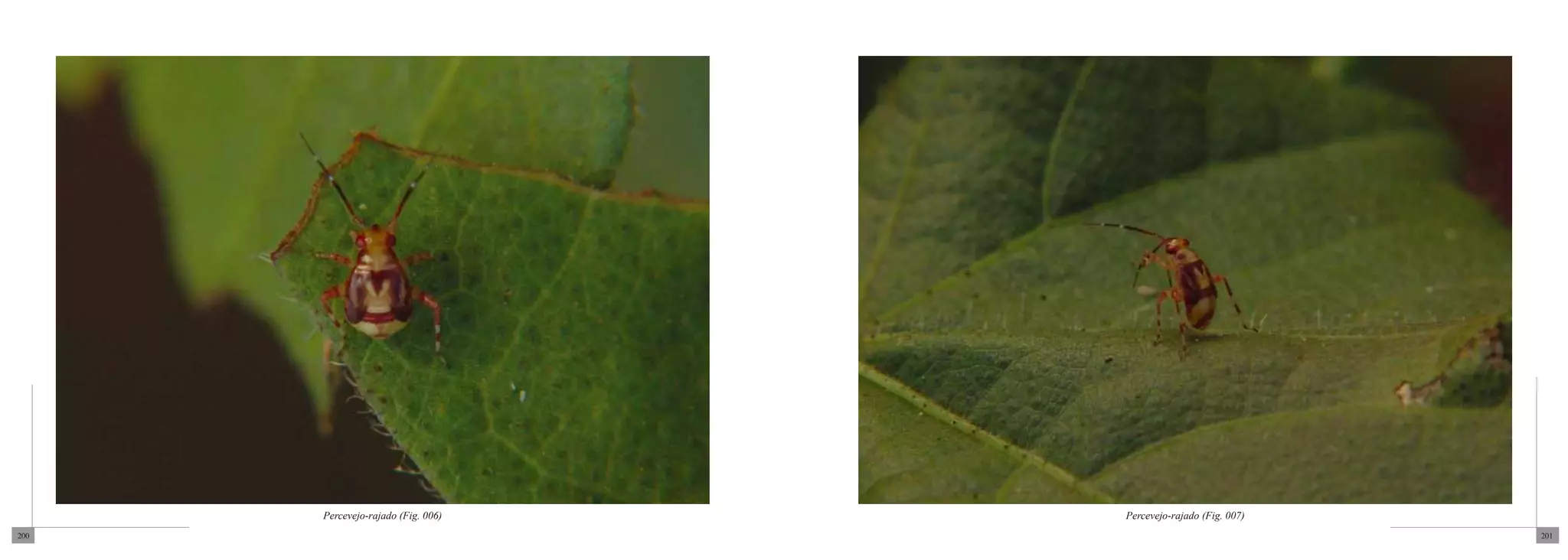 Percevejo-rajado (Fig. 006)   Percevejo-rajado (Fig. 007)
200                                                               201
 