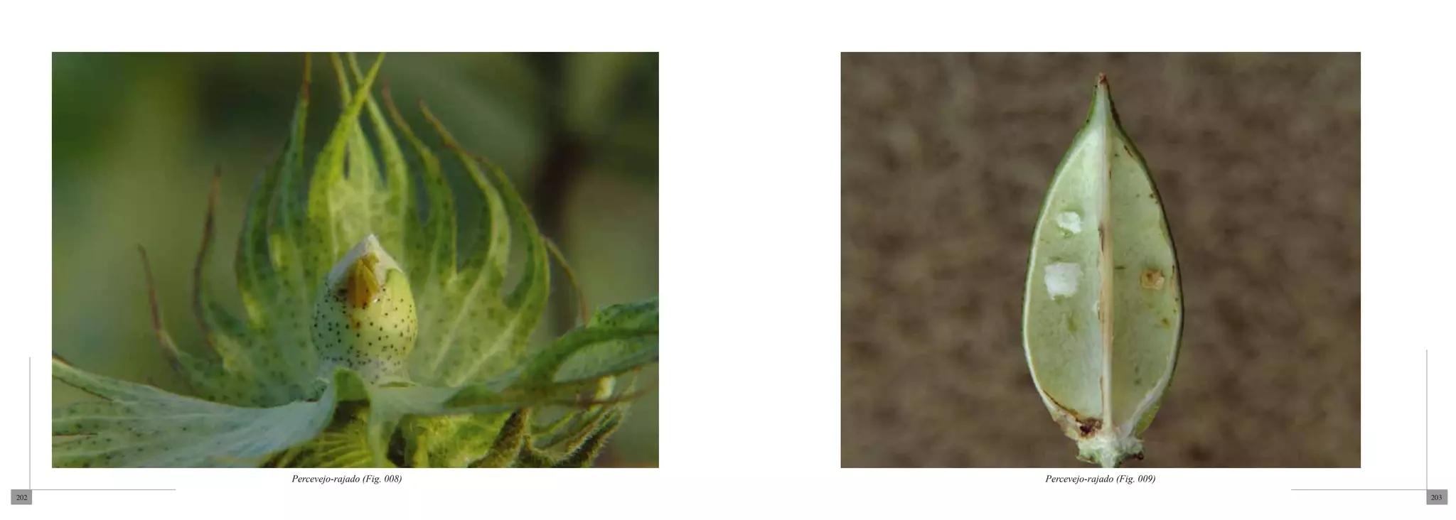 Percevejo-rajado (Fig. 008)   Percevejo-rajado (Fig. 009)
202                                                               203
 