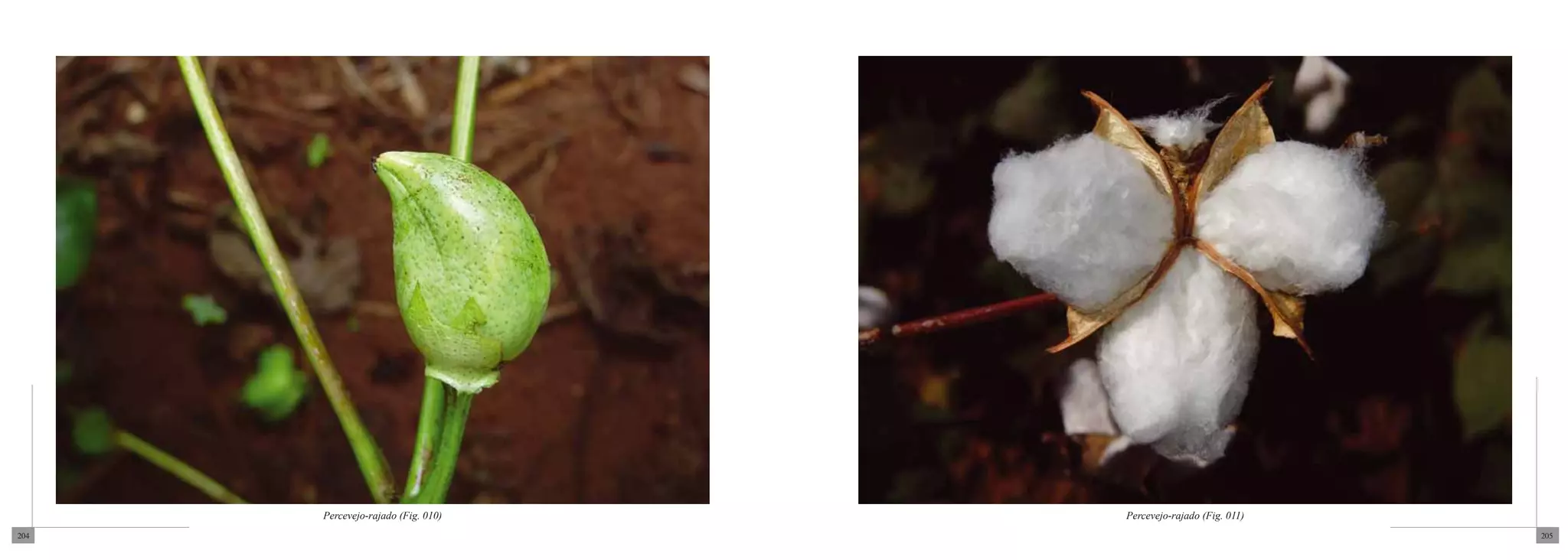 Percevejo-rajado (Fig. 010)   Percevejo-rajado (Fig. 011)
204                                                               205
 