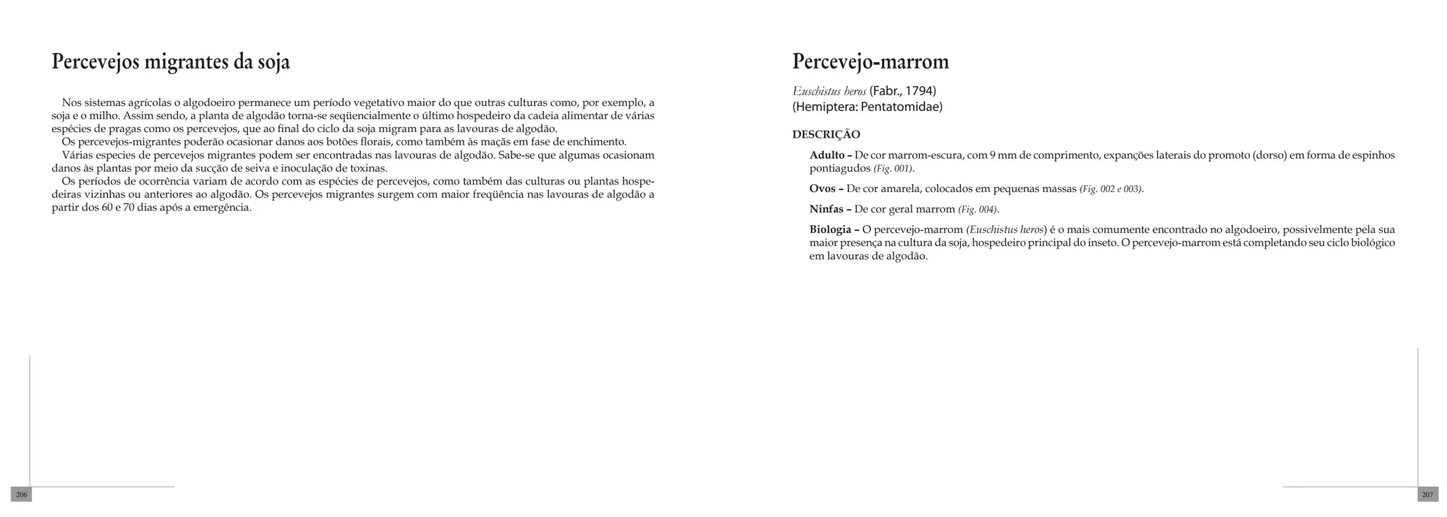 Percevejos migrantes da soja                                                                                                  Percevejo-marrom
                                                                                                                                    Euschistus heros (Fabr., 1794)
        Nos sistemas agrícolas o algodoeiro permanece um período vegetativo maior do que outras culturas como, por exemplo, a       (Hemiptera: Pentatomidae)
      soja e o milho. Assim sendo, a planta de algodão torna-se seqüencialmente o último hospedeiro da cadeia alimentar de várias
      espécies de pragas como os percevejos, que ao final do ciclo da soja migram para as lavouras de algodão.
                                                                                                                                    DESCRIÇÃO
        Os percevejos-migrantes poderão ocasionar danos aos botões florais, como também às maçãs em fase de enchimento.
        Várias especies de percevejos migrantes podem ser encontradas nas lavouras de algodão. Sabe-se que algumas ocasionam           Adulto – De cor marrom-escura, com 9 mm de comprimento, expanções laterais do promoto (dorso) em forma de espinhos
      danos às plantas por meio da sucção de seiva e inoculação de toxinas.                                                            pontiagudos (Fig. 001).
        Os períodos de ocorrência variam de acordo com as espécies de percevejos, como também das culturas ou plantas hospe-
                                                                                                                                       Ovos – De cor amarela, colocados em pequenas massas (Fig. 002 e 003).
      deiras vizinhas ou anteriores ao algodão. Os percevejos migrantes surgem com maior freqüência nas lavouras de algodão a
      partir dos 60 e 70 dias após a emergência.                                                                                       Ninfas – De cor geral marrom (Fig. 004).
                                                                                                                                       Biologia – O percevejo-marrom (Euschistus heros) é o mais comumente encontrado no algodoeiro, possivelmente pela sua
                                                                                                                                       maior presença na cultura da soja, hospedeiro principal do inseto. O percevejo-marrom está completando seu ciclo biológico
                                                                                                                                       em lavouras de algodão.




206                                                                                                                                                                                                                                                                 207
 