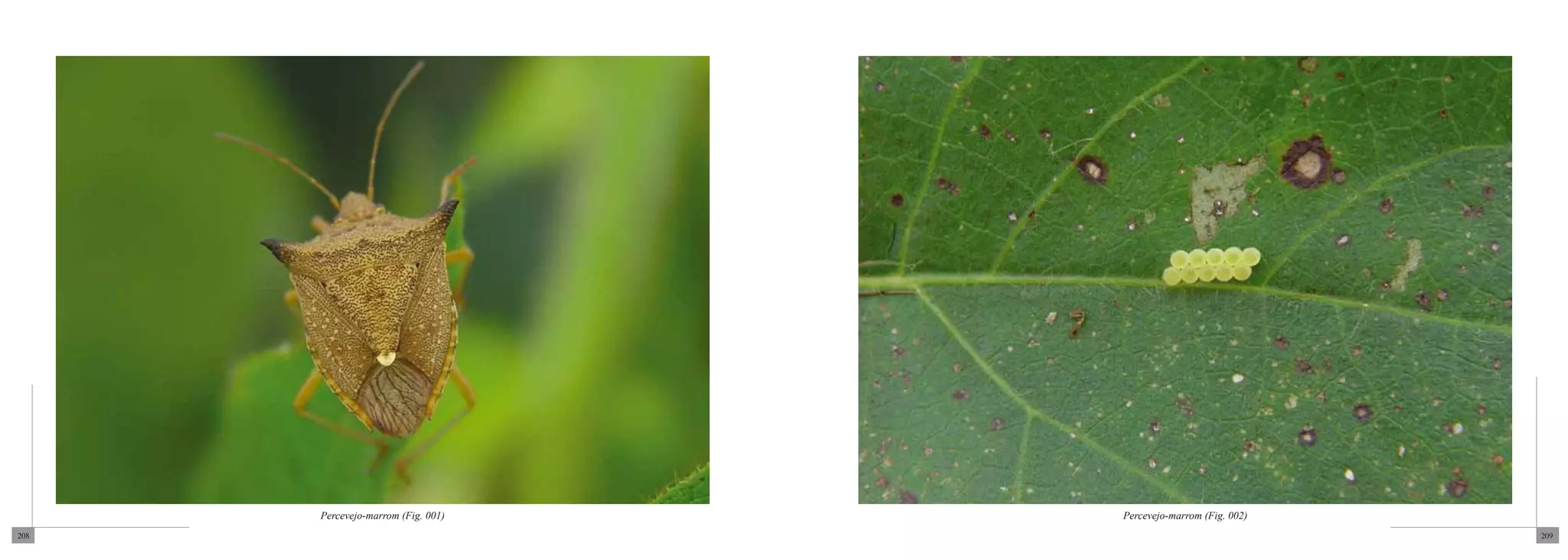 Percevejo-marrom (Fig. 001)   Percevejo-marrom (Fig. 002)
208                                                               209
 