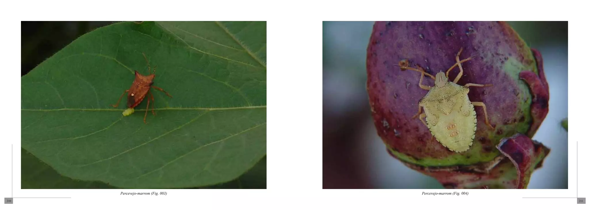 Percevejo-marrom (Fig. 003)   Percevejo-marrom (Fig. 004)
210                                                               211
 