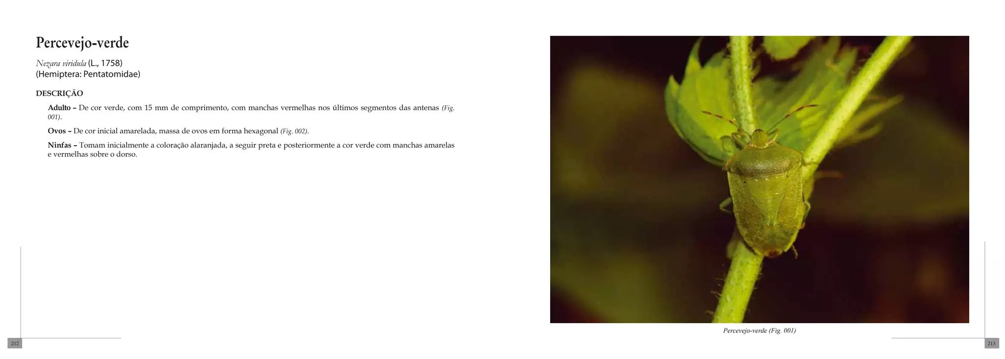 Percevejo-verde
      Nezara viridula (L., 1758)
      (Hemiptera: Pentatomidae)

      DESCRIÇÃO
        Adulto – De cor verde, com 15 mm de comprimento, com manchas vermelhas nos últimos segmentos das antenas (Fig.
        001).

        Ovos – De cor inicial amarelada, massa de ovos em forma hexagonal (Fig. 002).
        Ninfas – Tomam inicialmente a coloração alaranjada, a seguir preta e posteriormente a cor verde com manchas amarelas
        e vermelhas sobre o dorso.




                                                                                                                               Percevejo-verde (Fig. 001)
212                                                                                                                                                         213
 