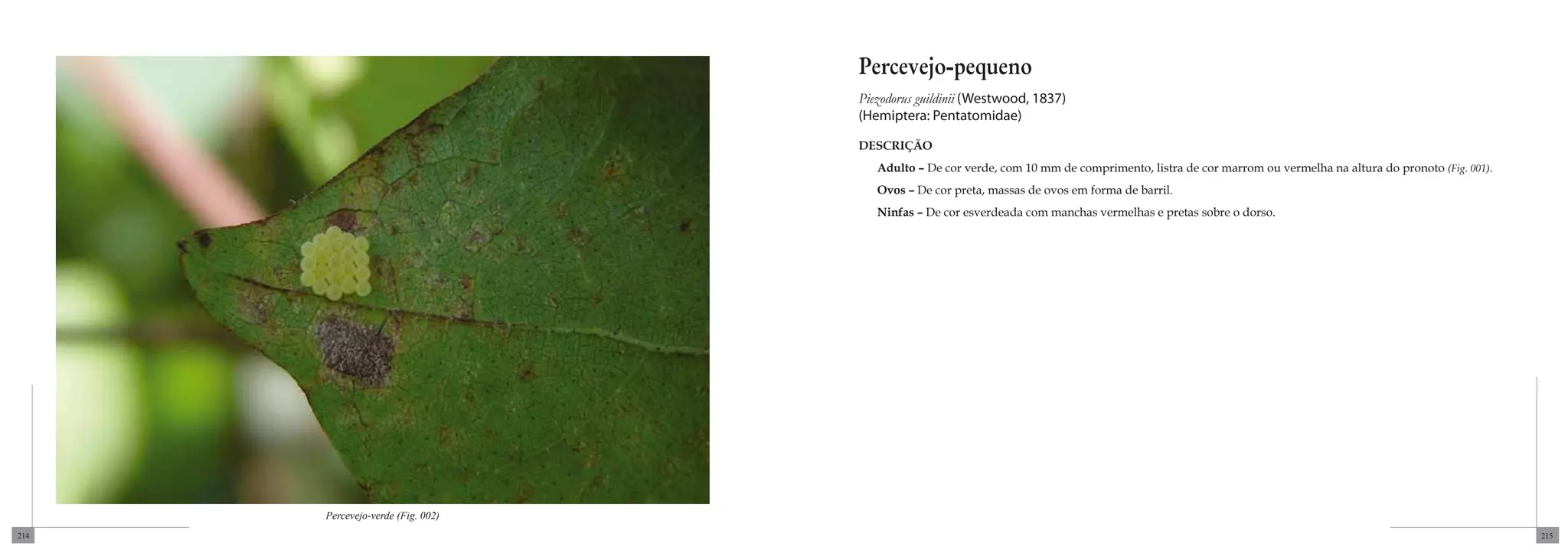 Percevejo-pequeno
                                   Piezodorus guildinii (Westwood, 1837)
                                   (Hemiptera: Pentatomidae)

                                   DESCRIÇÃO
                                      Adulto – De cor verde, com 10 mm de comprimento, listra de cor marrom ou vermelha na altura do pronoto (Fig. 001).
                                      Ovos – De cor preta, massas de ovos em forma de barril.
                                      Ninfas – De cor esverdeada com manchas vermelhas e pretas sobre o dorso.




      Percevejo-verde (Fig. 002)
214                                                                                                                                                        215
 