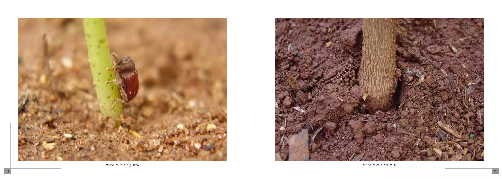 Broca-da-raiz (Fig. 004)   Broca-da-raiz (Fig. 005)
18                                                         19
 
