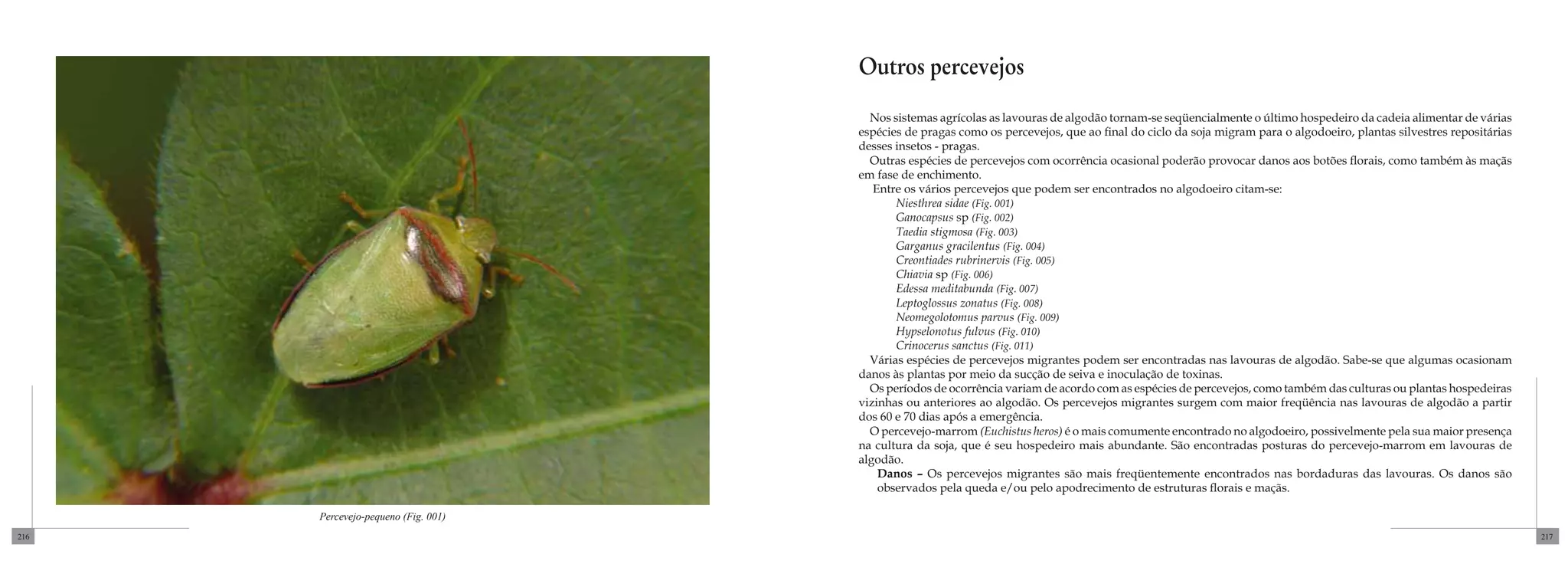 Outros percevejos
                                       Nos sistemas agrícolas as lavouras de algodão tornam-se seqüencialmente o último hospedeiro da cadeia alimentar de várias
                                     espécies de pragas como os percevejos, que ao final do ciclo da soja migram para o algodoeiro, plantas silvestres repositárias
                                     desses insetos - pragas.
                                       Outras espécies de percevejos com ocorrência ocasional poderão provocar danos aos botões florais, como também às maçãs
                                     em fase de enchimento.
                                        Entre os vários percevejos que podem ser encontrados no algodoeiro citam-se:
                                            Niesthrea sidae (Fig. 001)
                                            Ganocapsus sp (Fig. 002)
                                            Taedia stigmosa (Fig. 003)
                                            Garganus gracilentus (Fig. 004)
                                            Creontiades rubrinervis (Fig. 005)
                                            Chiavia sp (Fig. 006)
                                            Edessa meditabunda (Fig. 007)
                                            Leptoglossus zonatus (Fig. 008)
                                            Neomegolotomus parvus (Fig. 009)
                                            Hypselonotus fulvus (Fig. 010)
                                            Crinocerus sanctus (Fig. 011)
                                       Várias espécies de percevejos migrantes podem ser encontradas nas lavouras de algodão. Sabe-se que algumas ocasionam
                                     danos às plantas por meio da sucção de seiva e inoculação de toxinas.
                                       Os períodos de ocorrência variam de acordo com as espécies de percevejos, como também das culturas ou plantas hospedeiras
                                     vizinhas ou anteriores ao algodão. Os percevejos migrantes surgem com maior freqüência nas lavouras de algodão a partir
                                     dos 60 e 70 dias após a emergência.
                                       O percevejo-marrom (Euchistus heros) é o mais comumente encontrado no algodoeiro, possivelmente pela sua maior presença
                                     na cultura da soja, que é seu hospedeiro mais abundante. São encontradas posturas do percevejo-marrom em lavouras de
                                     algodão.
                                         Danos – Os percevejos migrantes são mais freqüentemente encontrados nas bordaduras das lavouras. Os danos são
                                         observados pela queda e/ou pelo apodrecimento de estruturas florais e maçãs.

      Percevejo-pequeno (Fig. 001)
216                                                                                                                                                                   217
 