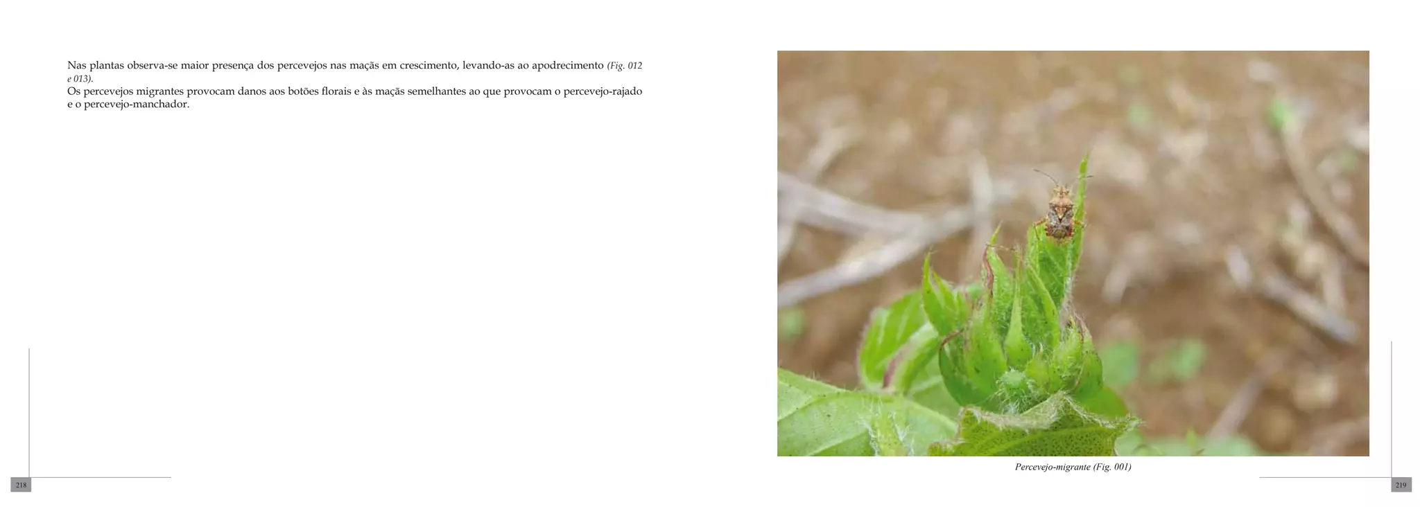 Nas plantas observa-se maior presença dos percevejos nas maçãs em crescimento, levando-as ao apodrecimento (Fig. 012
      e 013).
      Os percevejos migrantes provocam danos aos botões florais e às maçãs semelhantes ao que provocam o percevejo-rajado
      e o percevejo-manchador.




                                                                                                                             Percevejo-migrante (Fig. 001)
218                                                                                                                                                          219
 