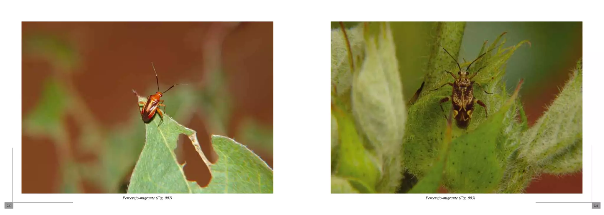 Percevejo-migrante (Fig. 002)   Percevejo-migrante (Fig. 003)
220                                                                   221
 