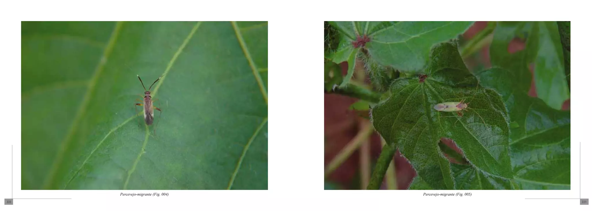 Percevejo-migrante (Fig. 004)   Percevejo-migrante (Fig. 005)
222                                                                   223
 