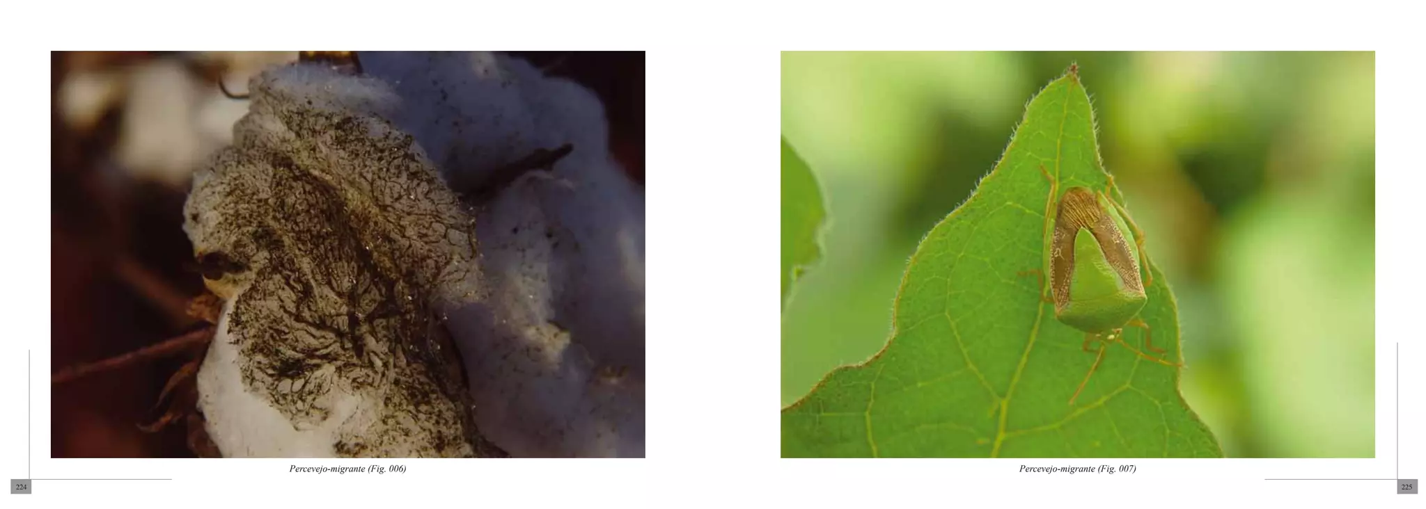 Percevejo-migrante (Fig. 006)   Percevejo-migrante (Fig. 007)
224                                                                   225
 