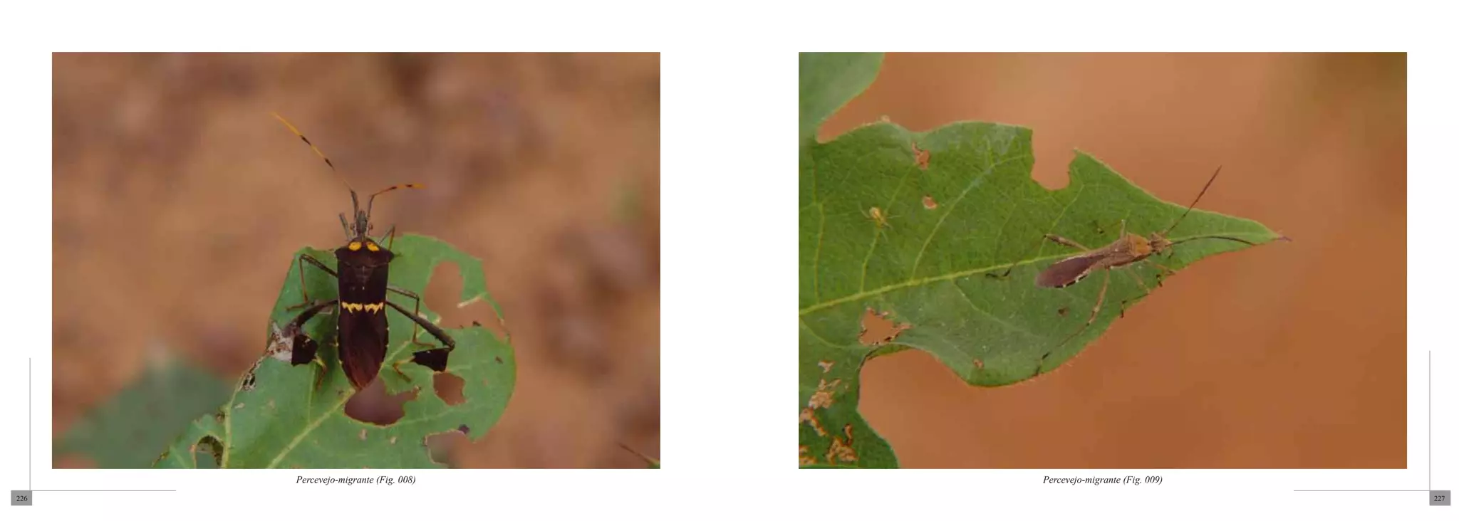 Percevejo-migrante (Fig. 008)   Percevejo-migrante (Fig. 009)
226                                                                   227
 