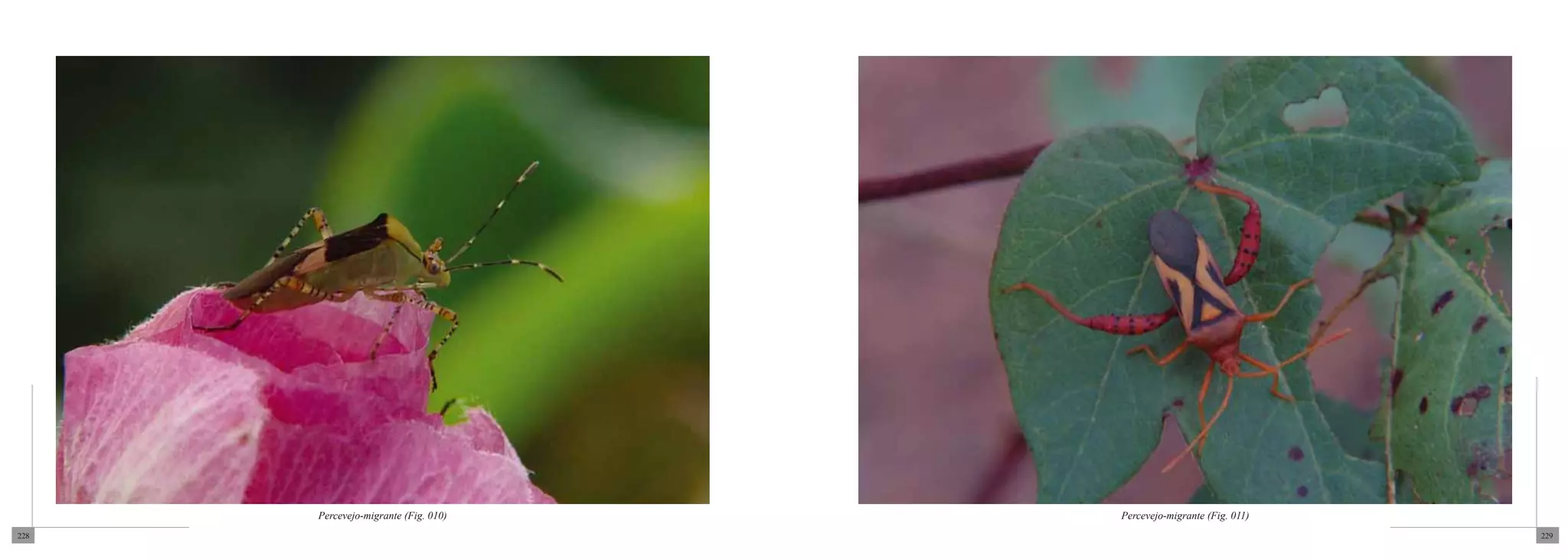 Percevejo-migrante (Fig. 010)   Percevejo-migrante (Fig. 011)
228                                                                   229
 