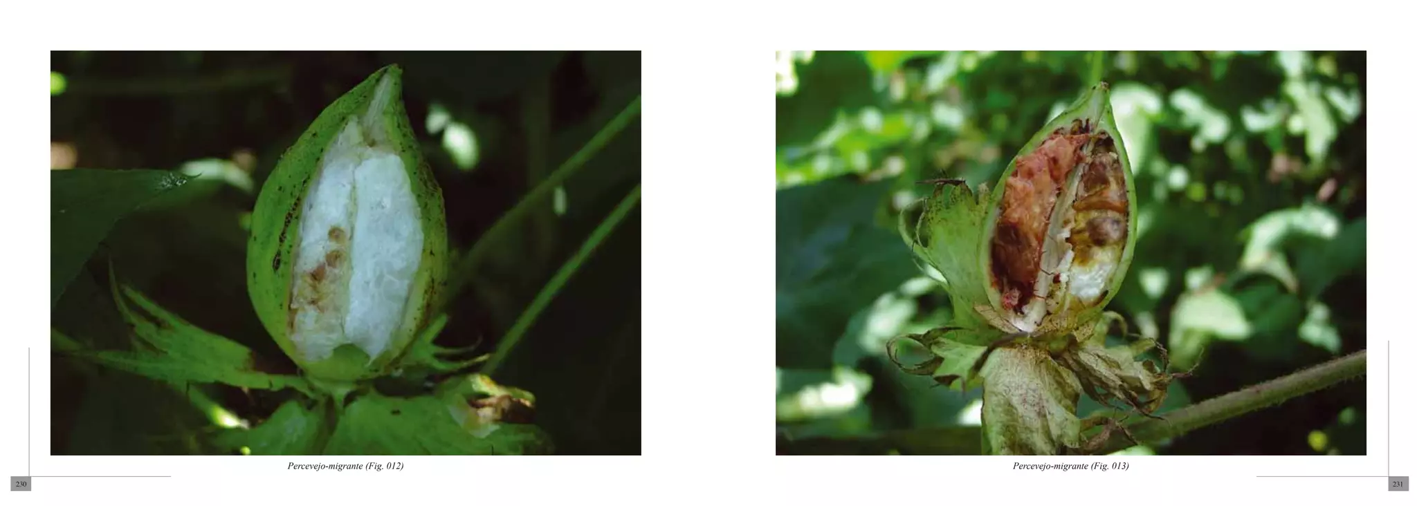 Percevejo-migrante (Fig. 012)   Percevejo-migrante (Fig. 013)
230                                                                   231
 