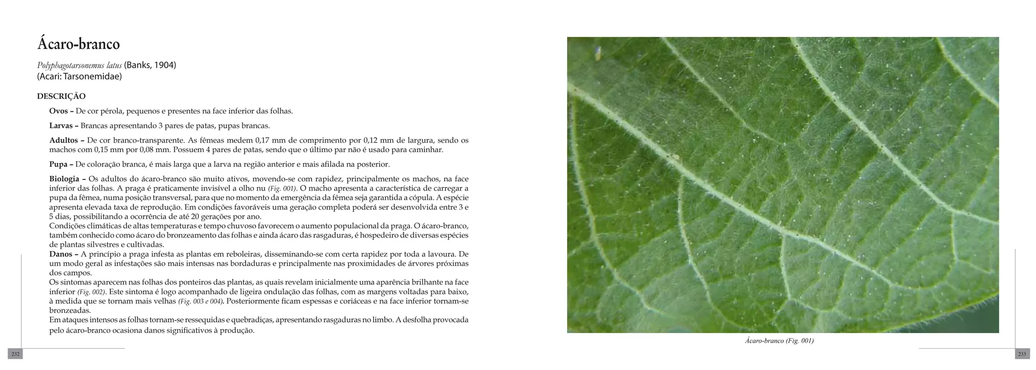 Ácaro-branco
      Polyphagotarsonemus latus (Banks, 1904)
      (Acari: Tarsonemidae)

      DESCRIÇÃO
         Ovos – De cor pérola, pequenos e presentes na face inferior das folhas.
         Larvas – Brancas apresentando 3 pares de patas, pupas brancas.
         Adultos – De cor branco-transparente. As fêmeas medem 0,17 mm de comprimento por 0,12 mm de largura, sendo os
         machos com 0,15 mm por 0,08 mm. Possuem 4 pares de patas, sendo que o último par não é usado para caminhar.
         Pupa – De coloração branca, é mais larga que a larva na região anterior e mais afilada na posterior.
         Biologia – Os adultos do ácaro-branco são muito ativos, movendo-se com rapidez, principalmente os machos, na face
         inferior das folhas. A praga é praticamente invisível a olho nu (Fig. 001). O macho apresenta a característica de carregar a
         pupa da fêmea, numa posição transversal, para que no momento da emergência da fêmea seja garantida a cópula. A espécie
         apresenta elevada taxa de reprodução. Em condições favoráveis uma geração completa poderá ser desenvolvida entre 3 e
         5 dias, possibilitando a ocorrência de até 20 gerações por ano.
         Condições climáticas de altas temperaturas e tempo chuvoso favorecem o aumento populacional da praga. O ácaro-branco,
         também conhecido como ácaro do bronzeamento das folhas e ainda ácaro das rasgaduras, é hospedeiro de diversas espécies
         de plantas silvestres e cultivadas.
         Danos – A princípio a praga infesta as plantas em reboleiras, disseminando-se com certa rapidez por toda a lavoura. De
         um modo geral as infestações são mais intensas nas bordaduras e principalmente nas proximidades de árvores próximas
         dos campos.
         Os sintomas aparecem nas folhas dos ponteiros das plantas, as quais revelam inicialmente uma aparência brilhante na face
         inferior (Fig. 002). Este sintoma é logo acompanhado de ligeira ondulação das folhas, com as margens voltadas para baixo,
         à medida que se tornam mais velhas (Fig. 003 e 004). Posteriormente ficam espessas e coriáceas e na face inferior tornam-se
         bronzeadas.
         Em ataques intensos as folhas tornam-se ressequidas e quebradiças, apresentando rasgaduras no limbo. A desfolha provocada
         pelo ácaro-branco ocasiona danos significativos à produção.
                                                                                                                                        Ácaro-branco (Fig. 001)
232                                                                                                                                                               233
 