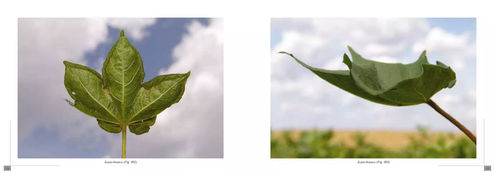 Ácaro-branco (Fig. 002)   Ácaro-branco (Fig. 003)
234                                                       235
 