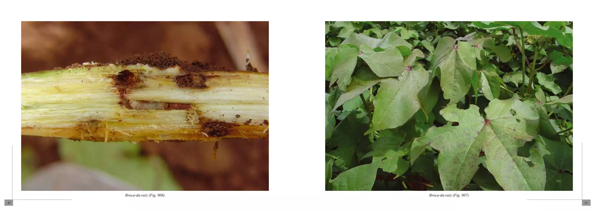 Broca-da-raiz (Fig. 006)   Broca-da-raiz (Fig. 007)
20                                                         21
 