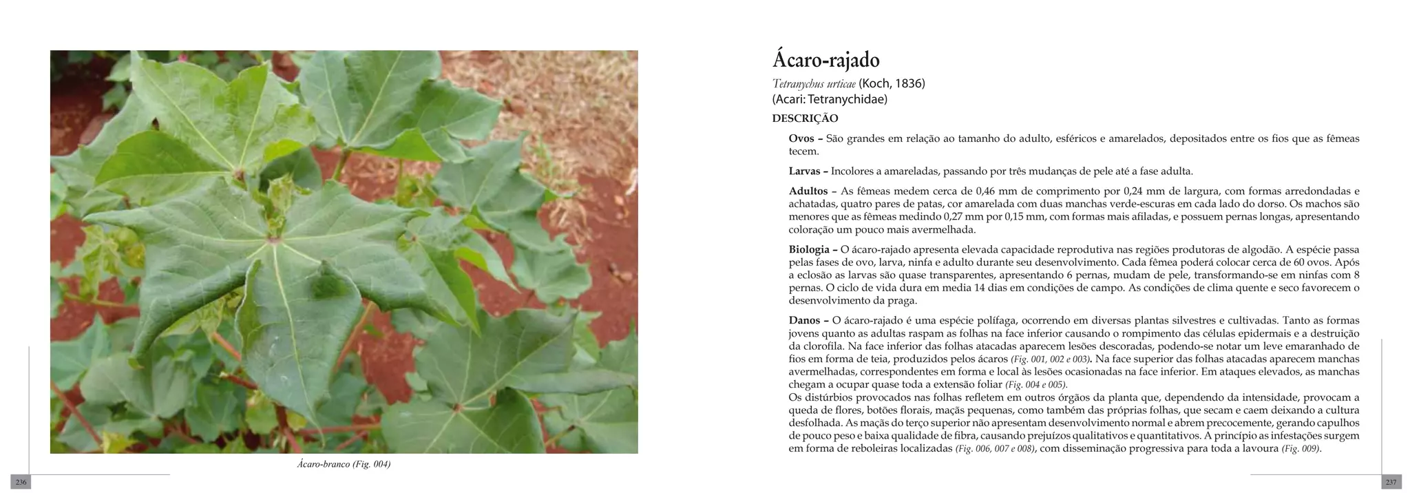 Ácaro-rajado
                                Tetranychus urticae (Koch, 1836)
                                (Acari: Tetranychidae)
                                DESCRIÇÃO
                                   Ovos – São grandes em relação ao tamanho do adulto, esféricos e amarelados, depositados entre os fios que as fêmeas
                                   tecem.
                                   Larvas – Incolores a amareladas, passando por três mudanças de pele até a fase adulta.
                                   Adultos – As fêmeas medem cerca de 0,46 mm de comprimento por 0,24 mm de largura, com formas arredondadas e
                                   achatadas, quatro pares de patas, cor amarelada com duas manchas verde-escuras em cada lado do dorso. Os machos são
                                   menores que as fêmeas medindo 0,27 mm por 0,15 mm, com formas mais afiladas, e possuem pernas longas, apresentando
                                   coloração um pouco mais avermelhada.
                                   Biologia – O ácaro-rajado apresenta elevada capacidade reprodutiva nas regiões produtoras de algodão. A espécie passa
                                   pelas fases de ovo, larva, ninfa e adulto durante seu desenvolvimento. Cada fêmea poderá colocar cerca de 60 ovos. Após
                                   a eclosão as larvas são quase transparentes, apresentando 6 pernas, mudam de pele, transformando-se em ninfas com 8
                                   pernas. O ciclo de vida dura em media 14 dias em condições de campo. As condições de clima quente e seco favorecem o
                                   desenvolvimento da praga.
                                   Danos – O ácaro-rajado é uma espécie polífaga, ocorrendo em diversas plantas silvestres e cultivadas. Tanto as formas
                                   jovens quanto as adultas raspam as folhas na face inferior causando o rompimento das células epidermais e a destruição
                                   da clorofila. Na face inferior das folhas atacadas aparecem lesões descoradas, podendo-se notar um leve emaranhado de
                                   fios em forma de teia, produzidos pelos ácaros (Fig. 001, 002 e 003). Na face superior das folhas atacadas aparecem manchas
                                   avermelhadas, correspondentes em forma e local às lesões ocasionadas na face inferior. Em ataques elevados, as manchas
                                   chegam a ocupar quase toda a extensão foliar (Fig. 004 e 005).
                                   Os distúrbios provocados nas folhas refletem em outros órgãos da planta que, dependendo da intensidade, provocam a
                                   queda de flores, botões florais, maçãs pequenas, como também das próprias folhas, que secam e caem deixando a cultura
                                   desfolhada. As maçãs do terço superior não apresentam desenvolvimento normal e abrem precocemente, gerando capulhos
                                   de pouco peso e baixa qualidade de fibra, causando prejuízos qualitativos e quantitativos. A princípio as infestações surgem
                                   em forma de reboleiras localizadas (Fig. 006, 007 e 008), com disseminação progressiva para toda a lavoura (Fig. 009).
      Ácaro-branco (Fig. 004)
236                                                                                                                                                               237
 