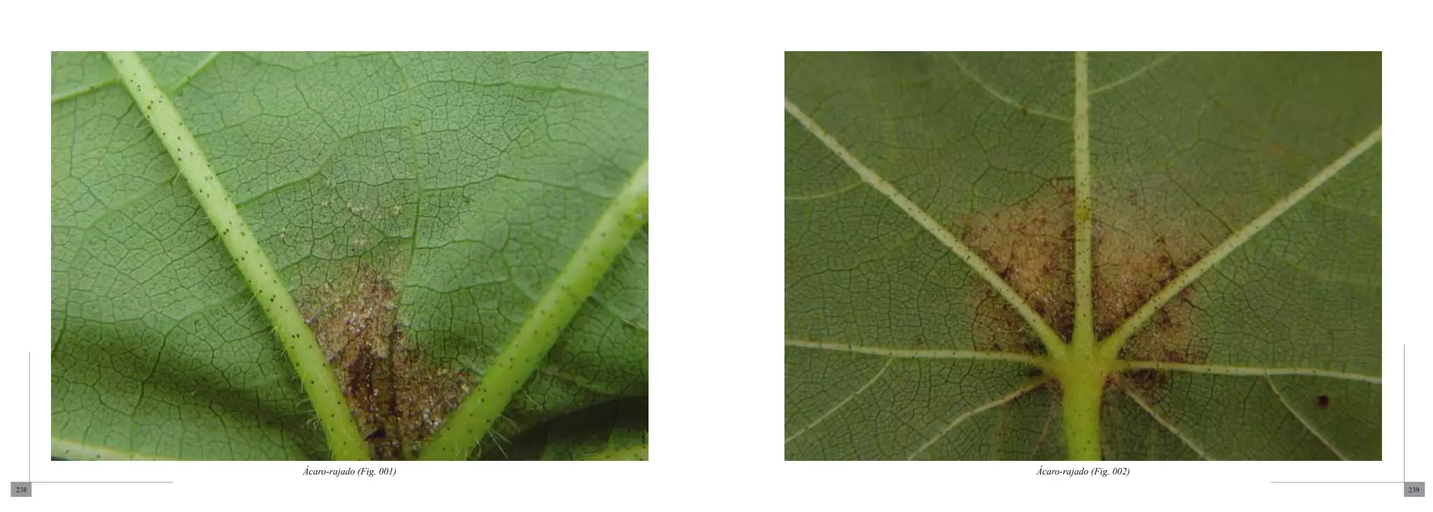 Ácaro-rajado (Fig. 001)   Ácaro-rajado (Fig. 002)
238                                                       239
 
