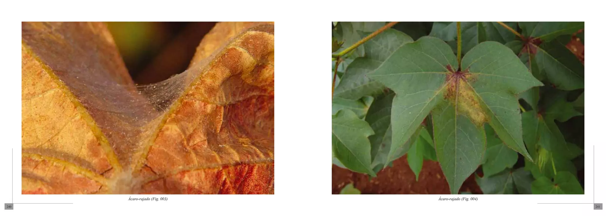 Ácaro-rajado (Fig. 003)   Ácaro-rajado (Fig. 004)
240                                                       241
 