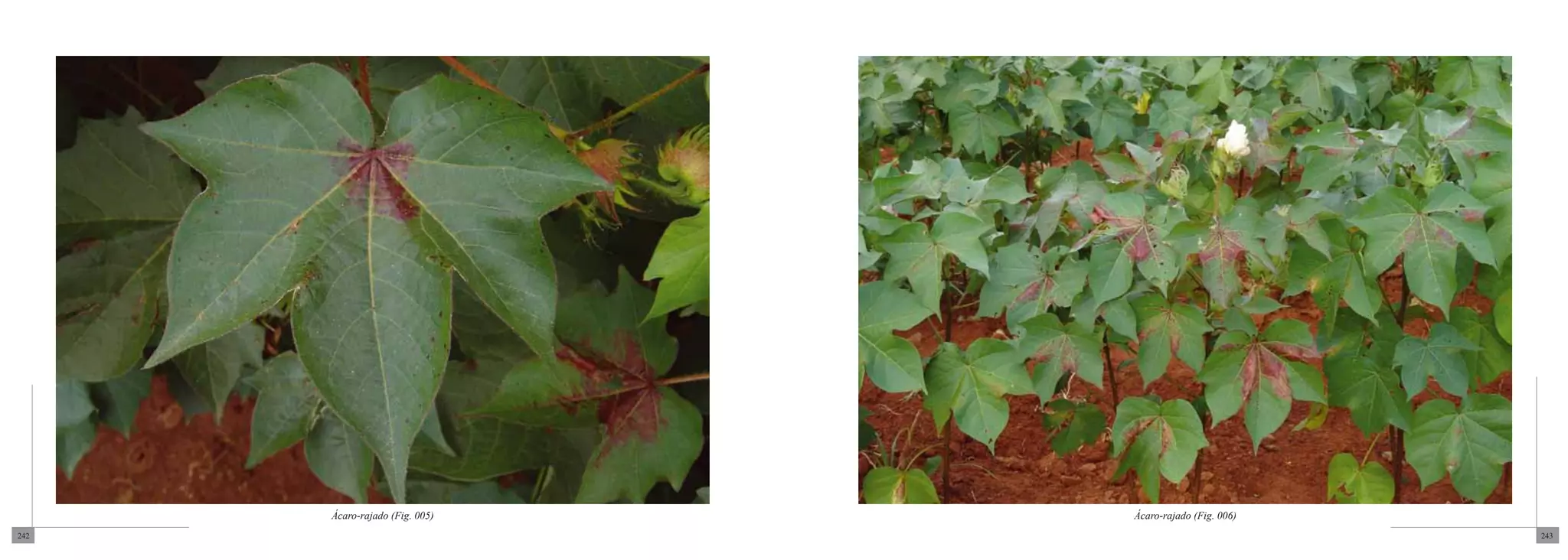 Ácaro-rajado (Fig. 005)   Ácaro-rajado (Fig. 006)
242                                                       243
 