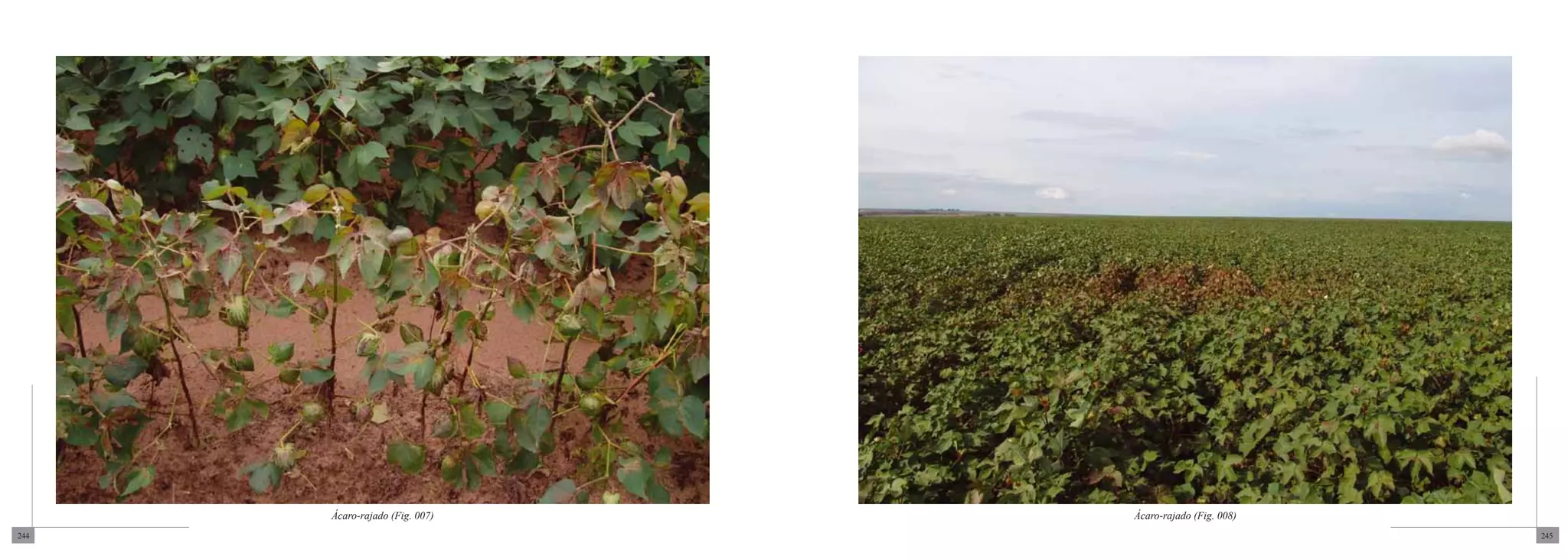 Ácaro-rajado (Fig. 007)   Ácaro-rajado (Fig. 008)
244                                                       245
 