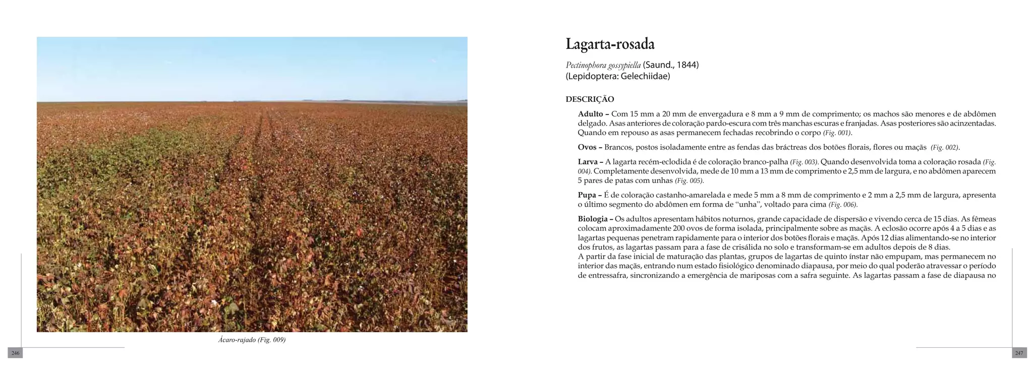Lagarta-rosada
                                Pectinophora gossypiella (Saund., 1844)
                                (Lepidoptera: Gelechiidae)

                                DESCRIÇÃO
                                   Adulto – Com 15 mm a 20 mm de envergadura e 8 mm a 9 mm de comprimento; os machos são menores e de abdômen
                                   delgado. Asas anteriores de coloração pardo-escura com três manchas escuras e franjadas. Asas posteriores são acinzentadas.
                                   Quando em repouso as asas permanecem fechadas recobrindo o corpo (Fig. 001).
                                   Ovos – Brancos, postos isoladamente entre as fendas das bráctreas dos botões florais, flores ou maçãs (Fig. 002).
                                   Larva – A lagarta recém-eclodida é de coloração branco-palha (Fig. 003). Quando desenvolvida toma a coloração rosada (Fig.
                                   004). Completamente desenvolvida, mede de 10 mm a 13 mm de comprimento e 2,5 mm de largura, e no abdômen aparecem
                                   5 pares de patas com unhas (Fig. 005).
                                   Pupa – É de coloração castanho-amarelada e mede 5 mm a 8 mm de comprimento e 2 mm a 2,5 mm de largura, apresenta
                                   o último segmento do abdômen em forma de “unha”, voltado para cima (Fig. 006).
                                   Biologia – Os adultos apresentam hábitos noturnos, grande capacidade de dispersão e vivendo cerca de 15 dias. As fêmeas
                                   colocam aproximadamente 200 ovos de forma isolada, principalmente sobre as maçãs. A eclosão ocorre após 4 a 5 dias e as
                                   lagartas pequenas penetram rapidamente para o interior dos botões florais e maçãs. Após 12 dias alimentando-se no interior
                                   dos frutos, as lagartas passam para a fase de crisálida no solo e transformam-se em adultos depois de 8 dias.
                                   A partir da fase inicial de maturação das plantas, grupos de lagartas de quinto ínstar não empupam, mas permanecem no
                                   interior das maçãs, entrando num estado fisiológico denominado diapausa, por meio do qual poderão atravessar o período
                                   de entressafra, sincronizando a emergência de mariposas com a safra seguinte. As lagartas passam a fase de diapausa no




      Ácaro-rajado (Fig. 009)
246                                                                                                                                                              247
 