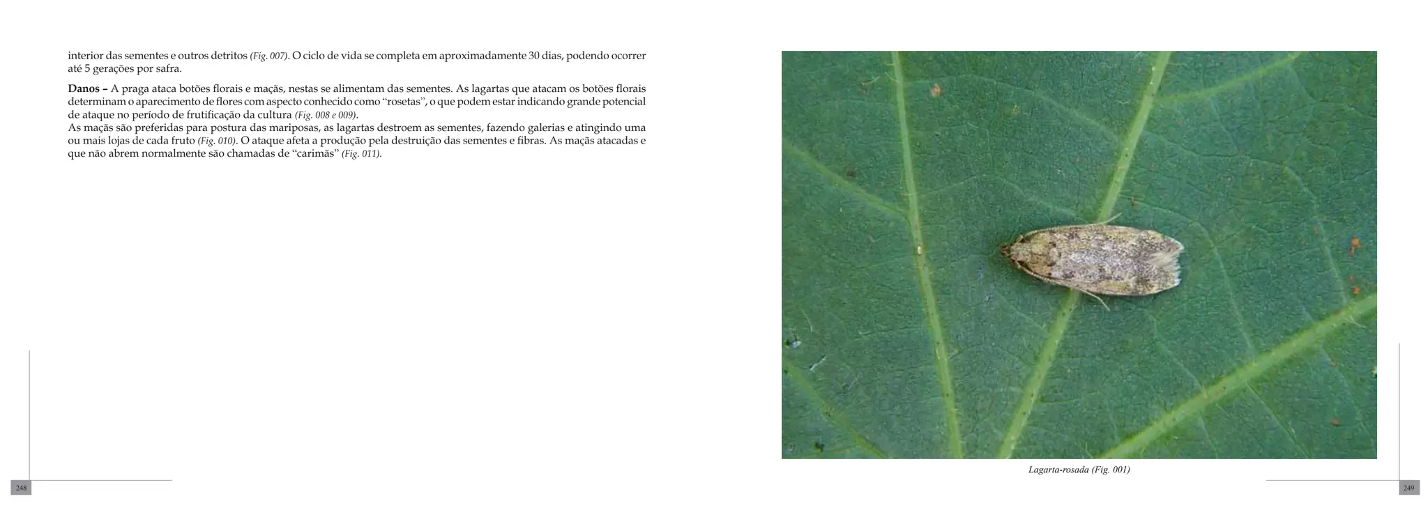 interior das sementes e outros detritos (Fig. 007). O ciclo de vida se completa em aproximadamente 30 dias, podendo ocorrer
      até 5 gerações por safra.
      Danos – A praga ataca botões florais e maçãs, nestas se alimentam das sementes. As lagartas que atacam os botões florais
      determinam o aparecimento de flores com aspecto conhecido como “rosetas”, o que podem estar indicando grande potencial
      de ataque no período de frutificação da cultura (Fig. 008 e 009).
      As maçãs são preferidas para postura das mariposas, as lagartas destroem as sementes, fazendo galerias e atingindo uma
      ou mais lojas de cada fruto (Fig. 010). O ataque afeta a produção pela destruição das sementes e fibras. As maçãs atacadas e
      que não abrem normalmente são chamadas de “carimãs” (Fig. 011).




                                                                                                                                     Lagarta-rosada (Fig. 001)
248                                                                                                                                                              249
 