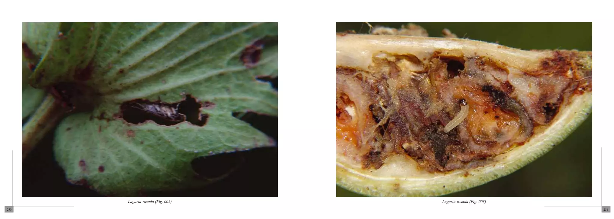 Lagarta-rosada (Fig. 002)   Lagarta-rosada (Fig. 003)
250                                                           251
 
