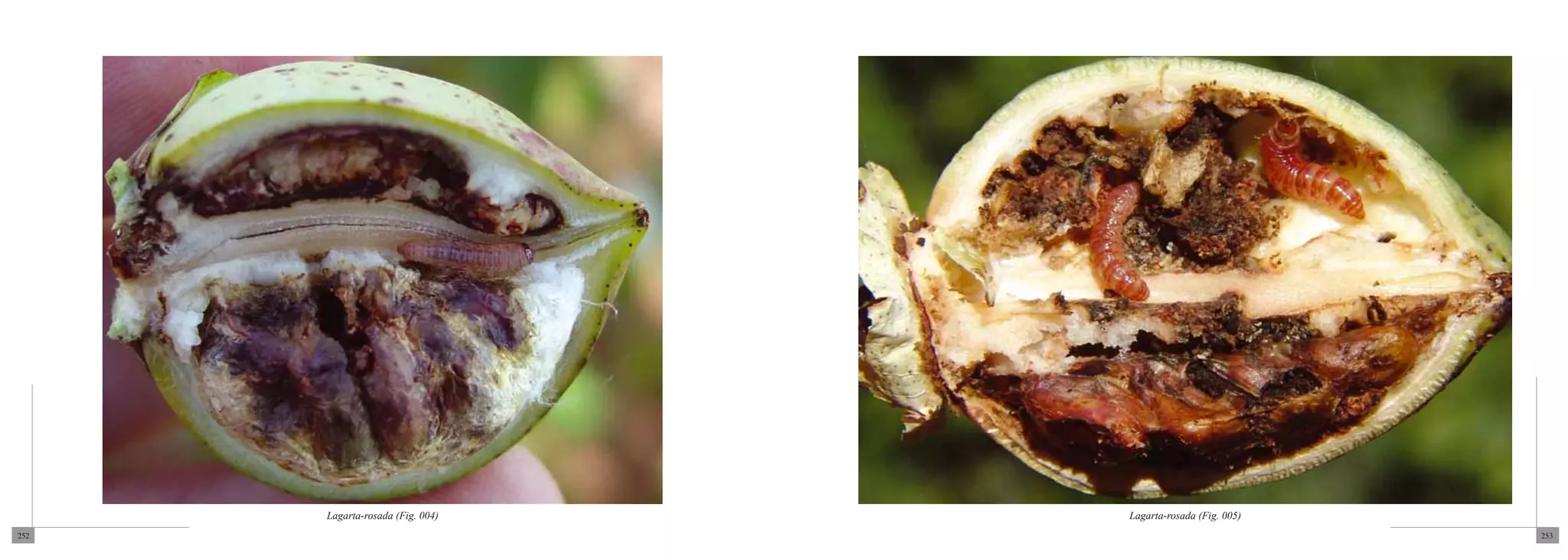 Lagarta-rosada (Fig. 004)   Lagarta-rosada (Fig. 005)
252                                                           253
 