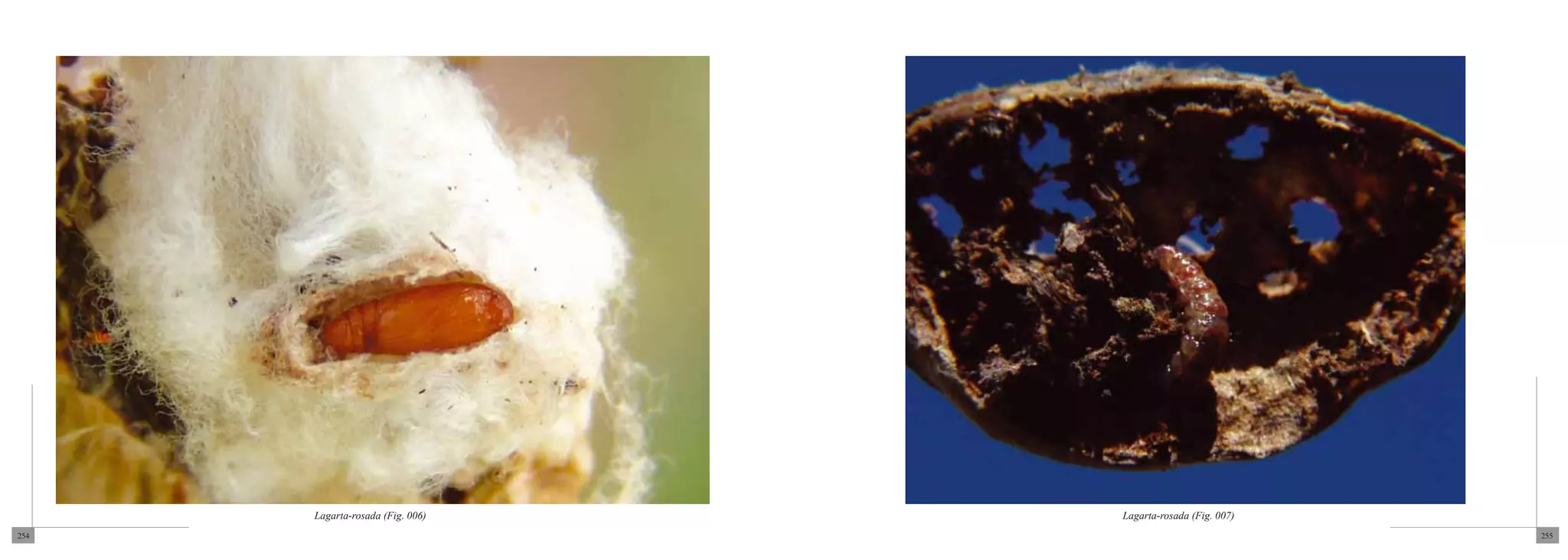 Lagarta-rosada (Fig. 006)   Lagarta-rosada (Fig. 007)
254                                                           255
 