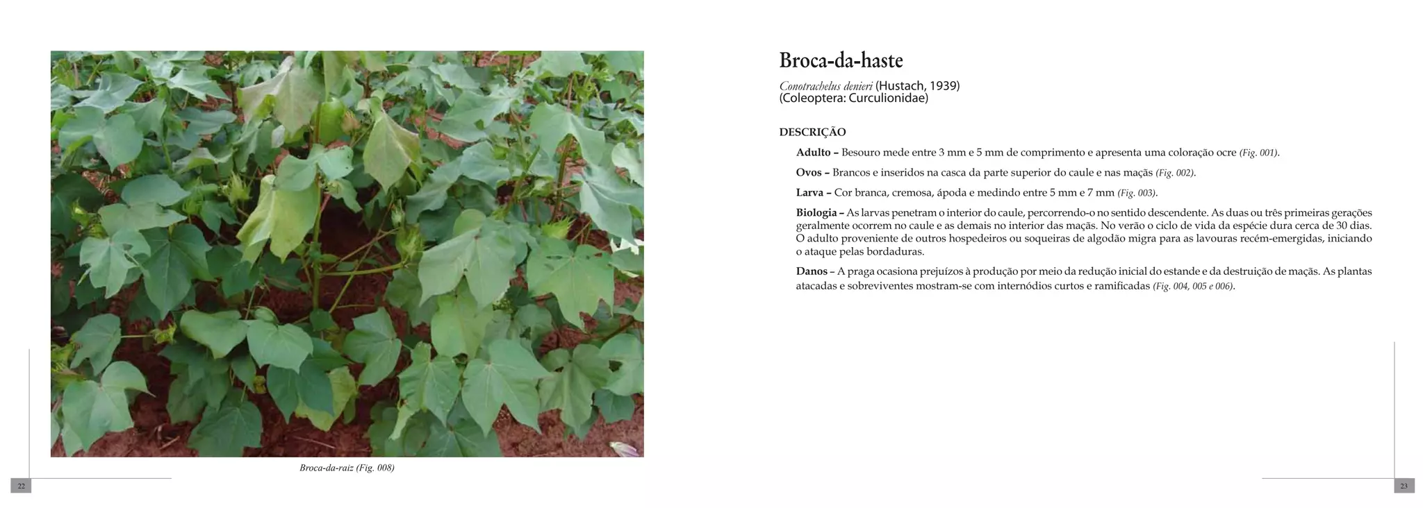 Broca-da-haste
                                Conotrachelus denieri (Hustach, 1939)
                                (Coleoptera: Curculionidae)

                                DESCRIÇÃO
                                   Adulto – Besouro mede entre 3 mm e 5 mm de comprimento e apresenta uma coloração ocre (Fig. 001).
                                   Ovos – Brancos e inseridos na casca da parte superior do caule e nas maçãs (Fig. 002).
                                   Larva – Cor branca, cremosa, ápoda e medindo entre 5 mm e 7 mm (Fig. 003).
                                   Biologia – As larvas penetram o interior do caule, percorrendo-o no sentido descendente. As duas ou três primeiras gerações
                                   geralmente ocorrem no caule e as demais no interior das maçãs. No verão o ciclo de vida da espécie dura cerca de 30 dias.
                                   O adulto proveniente de outros hospedeiros ou soqueiras de algodão migra para as lavouras recém-emergidas, iniciando
                                   o ataque pelas bordaduras.
                                   Danos – A praga ocasiona prejuízos à produção por meio da redução inicial do estande e da destruição de maçãs. As plantas
                                   atacadas e sobreviventes mostram-se com internódios curtos e ramificadas (Fig. 004, 005 e 006).




     Broca-da-raiz (Fig. 008)
22                                                                                                                                                               23
 