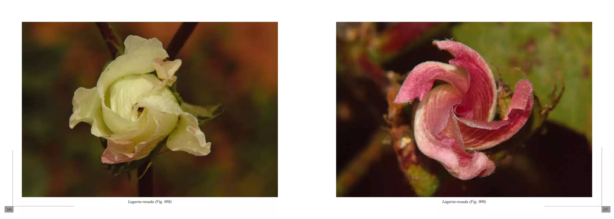 Lagarta-rosada (Fig. 008)   Lagarta-rosada (Fig. 009)
256                                                           257
 