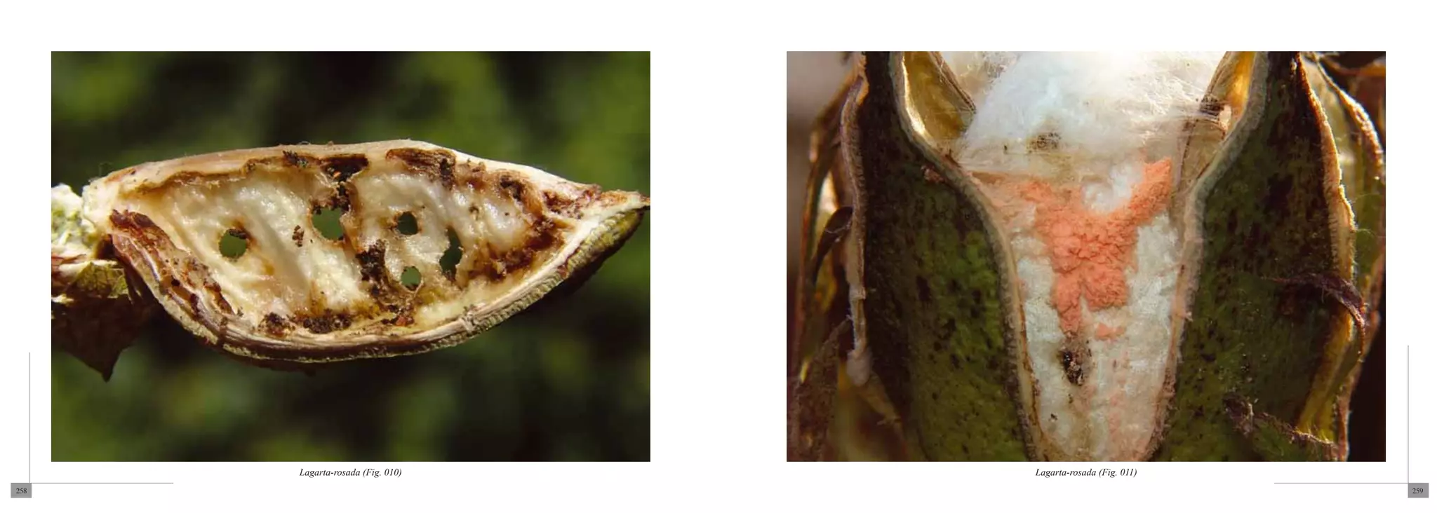 Lagarta-rosada (Fig. 010)   Lagarta-rosada (Fig. 011)
258                                                           259
 
