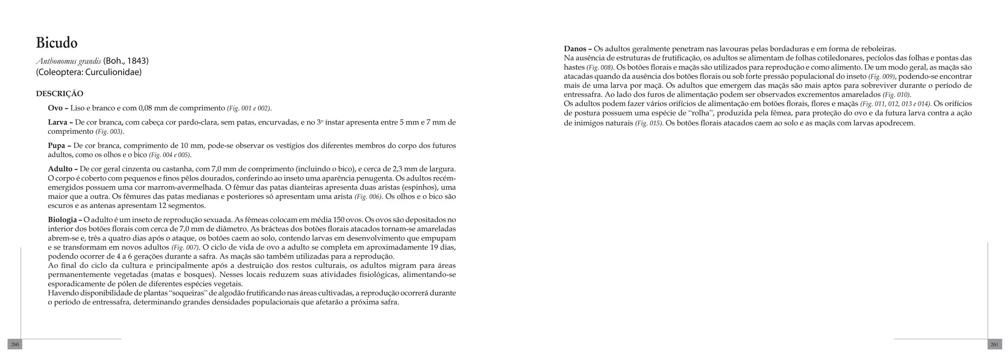 Bicudo                                                                                                                          Danos – Os adultos geralmente penetram nas lavouras pelas bordaduras e em forma de reboleiras.
      Anthonomus grandis (Boh., 1843)                                                                                                 Na ausência de estruturas de frutificação, os adultos se alimentam de folhas cotiledonares, pecíolos das folhas e pontas das
                                                                                                                                      hastes (Fig. 008). Os botões florais e maçãs são utilizados para reprodução e como alimento. De um modo geral, as maçãs são
      (Coleoptera: Curculionidae)                                                                                                     atacadas quando da ausência dos botões florais ou sob forte pressão populacional do inseto (Fig. 009), podendo-se encontrar
                                                                                                                                      mais de uma larva por maçã. Os adultos que emergem das maçãs são mais aptos para sobreviver durante o período de
      DESCRIÇÃO                                                                                                                       entressafra. Ao lado dos furos de alimentação podem ser observados excrementos amarelados (Fig. 010).
                                                                                                                                      Os adultos podem fazer vários orifícios de alimentação em botões florais, flores e maçãs (Fig. 011, 012, 013 e 014). Os orifícios
         Ovo – Liso e branco e com 0,08 mm de comprimento (Fig. 001 e 002).
                                                                                                                                      de postura possuem uma espécie de “rolha”, produzida pela fêmea, para proteção do ovo e da futura larva contra a ação
         Larva – De cor branca, com cabeça cor pardo-clara, sem patas, encurvadas, e no 3o ínstar apresenta entre 5 mm e 7 mm de      de inimigos naturais (Fig. 015). Os botões florais atacados caem ao solo e as maçãs com larvas apodrecem.
         comprimento (Fig. 003).
         Pupa – De cor branca, comprimento de 10 mm, pode-se observar os vestígios dos diferentes membros do corpo dos futuros
         adultos, como os olhos e o bico (Fig. 004 e 005).
         Adulto – De cor geral cinzenta ou castanha, com 7,0 mm de comprimento (incluindo o bico), e cerca de 2,3 mm de largura.
         O corpo é coberto com pequenos e finos pêlos dourados, conferindo ao inseto uma aparência penugenta. Os adultos recém-
         emergidos possuem uma cor marrom-avermelhada. O fêmur das patas dianteiras apresenta duas aristas (espinhos), uma
         maior que a outra. Os fêmures das patas medianas e posteriores só apresentam uma arista (Fig. 006). Os olhos e o bico são
         escuros e as antenas apresentam 12 segmentos.
         Biologia – O adulto é um inseto de reprodução sexuada. As fêmeas colocam em média 150 ovos. Os ovos são depositados no
         interior dos botões florais com cerca de 7,0 mm de diâmetro. As brácteas dos botões florais atacados tornam-se amareladas
         abrem-se e, três a quatro dias após o ataque, os botões caem ao solo, contendo larvas em desenvolvimento que empupam
         e se transformam em novos adultos (Fig. 007). O ciclo de vida de ovo a adulto se completa em aproximadamente 19 dias,
         podendo ocorrer de 4 a 6 gerações durante a safra. As maçãs são também utilizadas para a reprodução.
         Ao final do ciclo da cultura e principalmente após a destruição dos restos culturais, os adultos migram para áreas
         permanentemente vegetadas (matas e bosques). Nesses locais reduzem suas atividades fisiológicas, alimentando-se
         esporadicamente de pólen de diferentes espécies vegetais.
         Havendo disponibilidade de plantas “soqueiras” de algodão frutificando nas áreas cultivadas, a reprodução ocorrerá durante
         o período de entressafra, determinando grandes densidades populacionais que afetarão a próxima safra.




260                                                                                                                                                                                                                                                                       261
 