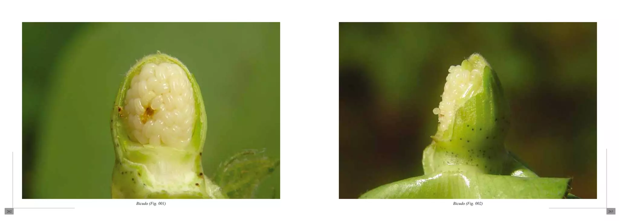 Bicudo (Fig. 001)   Bicudo (Fig. 002)
262                                           263
 