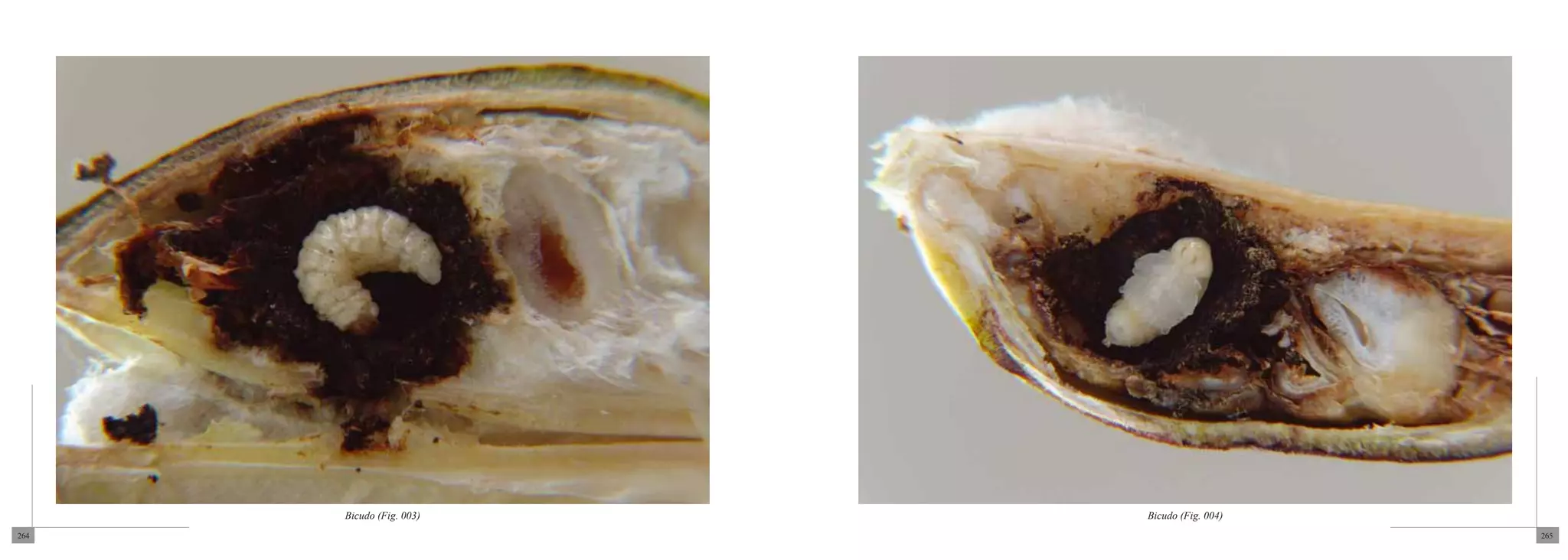 Bicudo (Fig. 003)   Bicudo (Fig. 004)
264                                           265
 