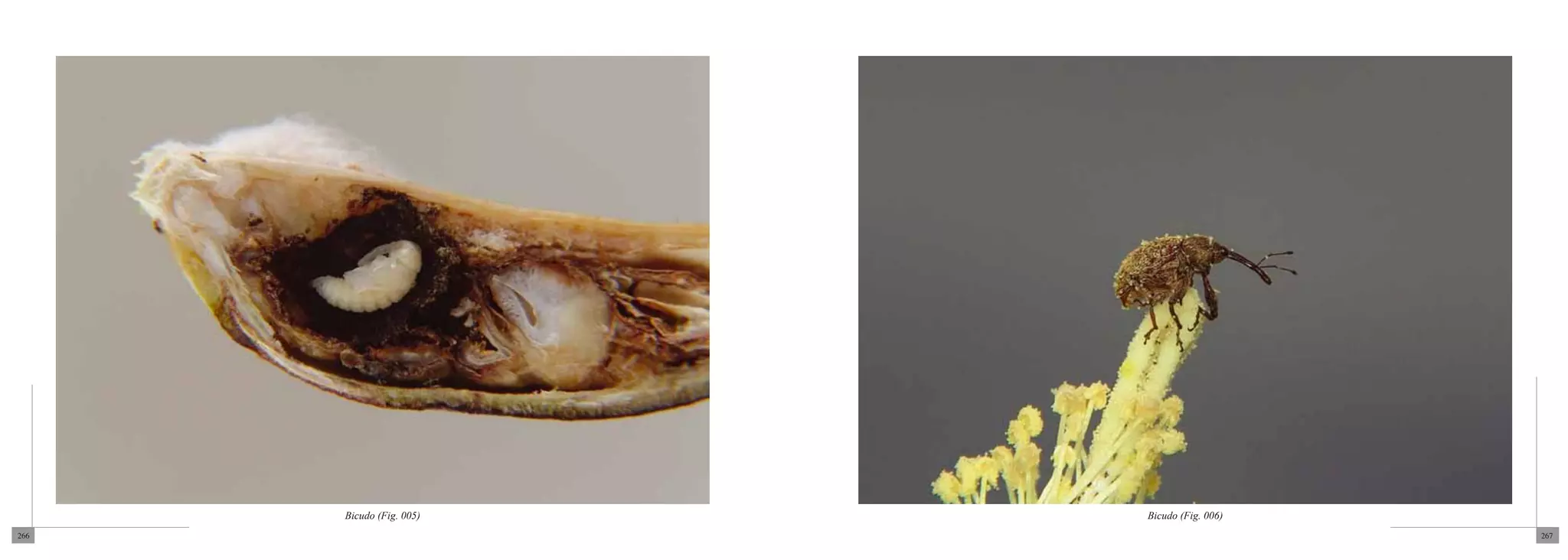 Bicudo (Fig. 005)   Bicudo (Fig. 006)
266                                           267
 
