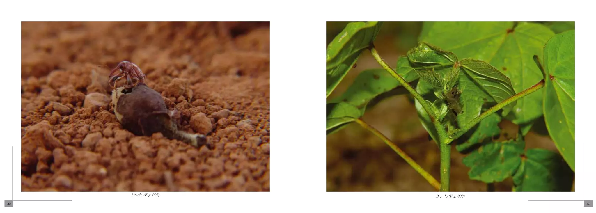Bicudo (Fig. 007)   Bicudo (Fig. 008)
268                                           269
 