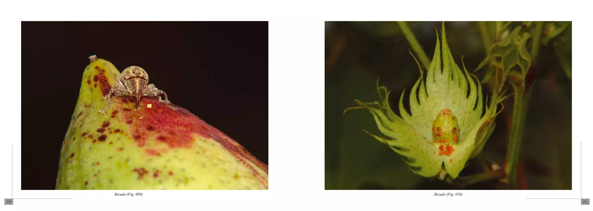 Bicudo (Fig. 009)   Bicudo (Fig. 010)
270                                           271
 