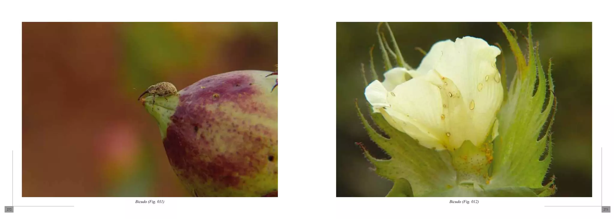 Bicudo (Fig. 011)   Bicudo (Fig. 012)
272                                           273
 